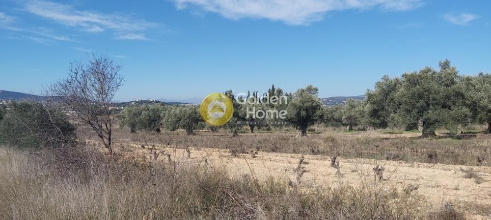 Parcel in Neapoli, Spata — Photo 8 of 13