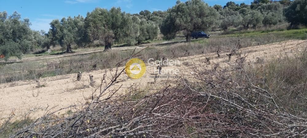 Parcel in Neapoli, Spata — Photo 10 of 13