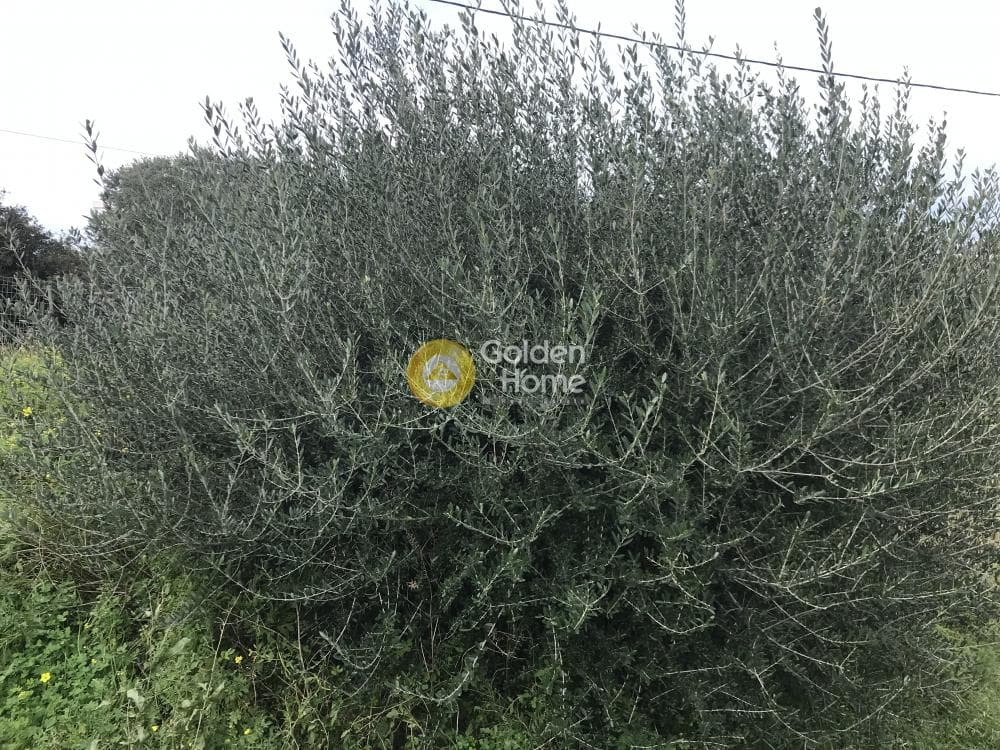 Οικόπεδο στην Μαύρο Λιθάρι, Σαρωνίδα — Φωτογραφία 10 από 13