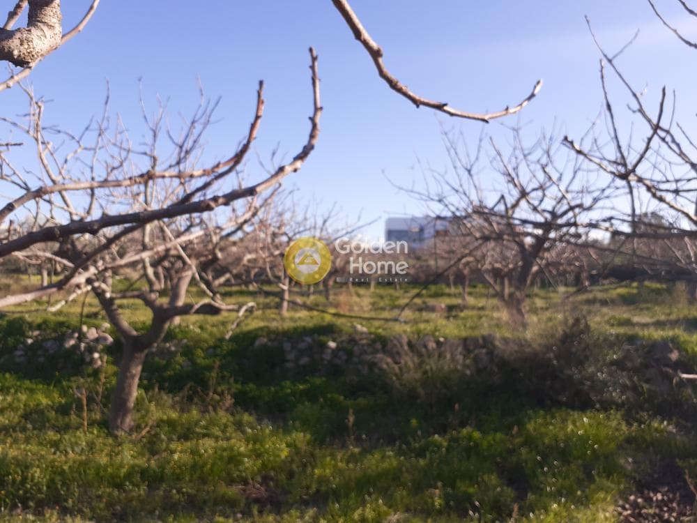 Building Plot in Kipseli, Aegina — Photo 8 of 16