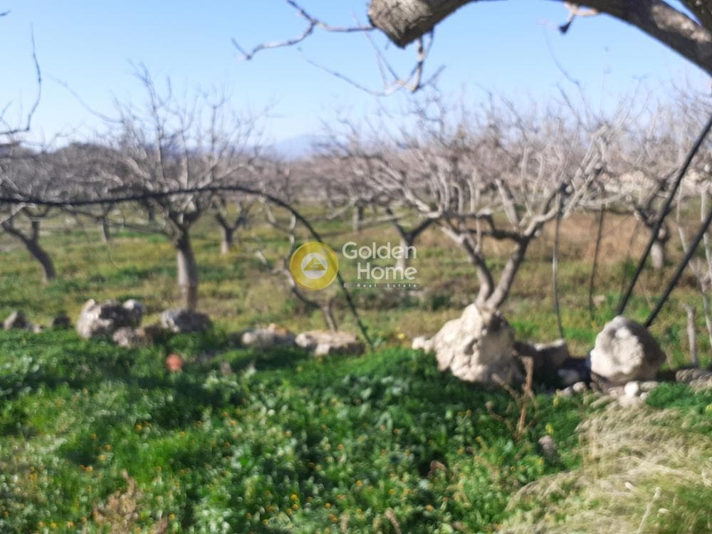 Building Plot in Kipseli, Aegina — Photo 9 of 16