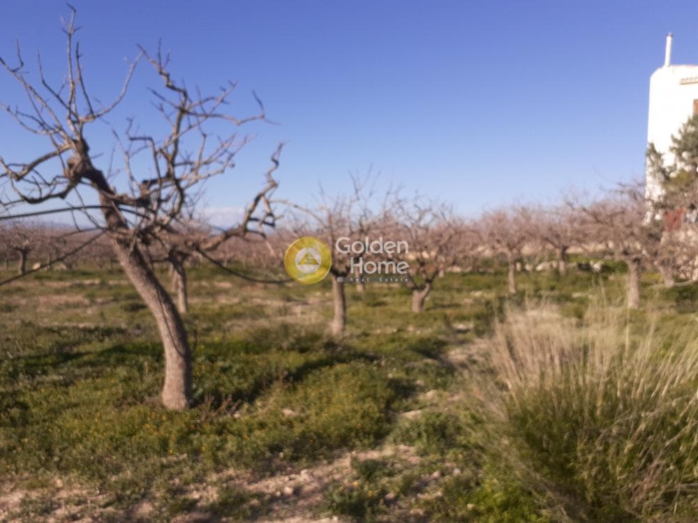 Building Plot in Kipseli, Aegina — Photo 12 of 16