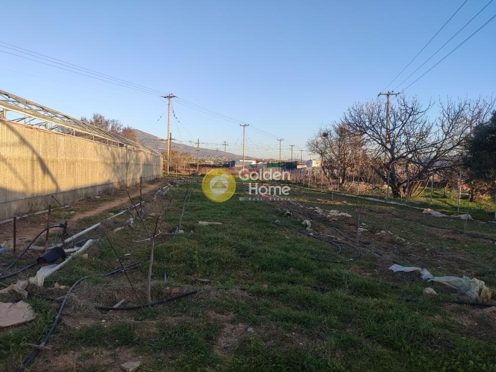 Parcel in Megala Sxoinia A, Acharnes — Photo 8 of 14
