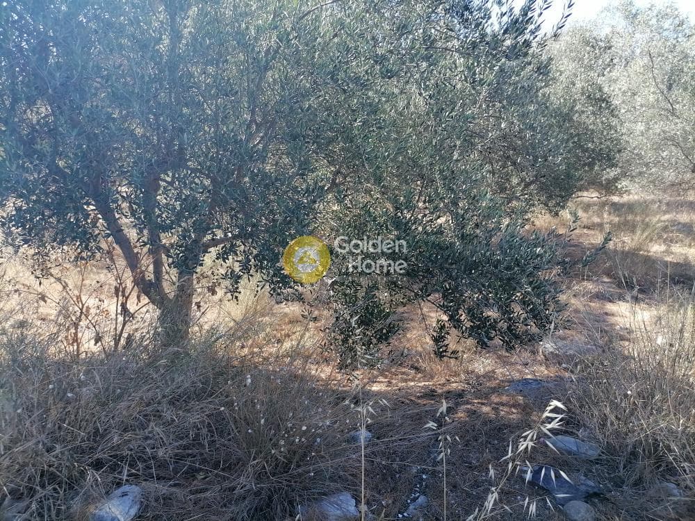Αγροτεμάχιο στην Μονόχωρο, Μοίρες — Φωτογραφία 18 από 20