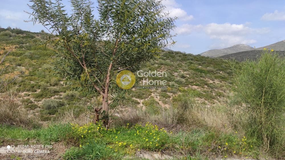 Οικόπεδο στην Ντράφι, Πικέρμι — Φωτογραφία 4 από 9