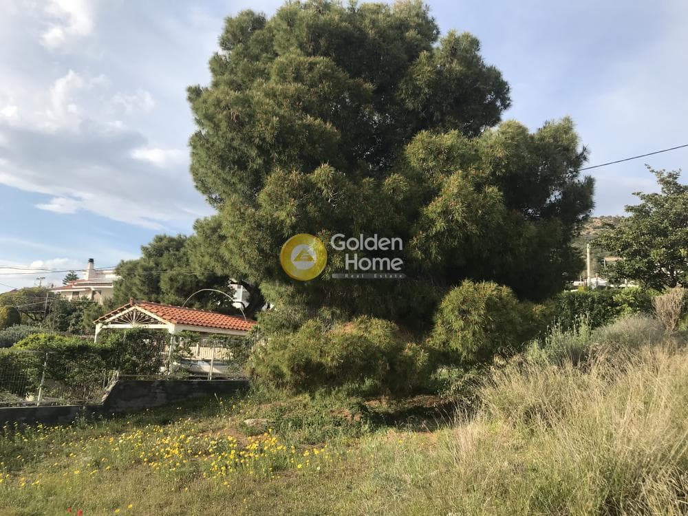 Αγροτεμάχιο στην Μαύρο Λιθάρι, Σαρωνίδα — Φωτογραφία 11 από 12