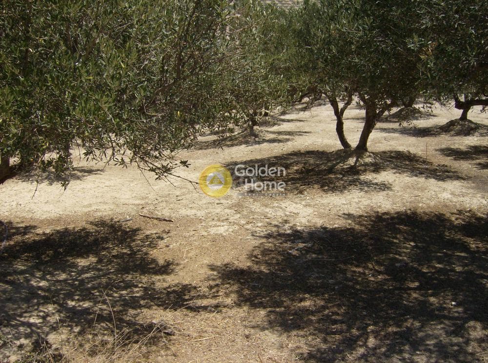 Parcel in Marathitis, Temenos — Photo 1 of 3