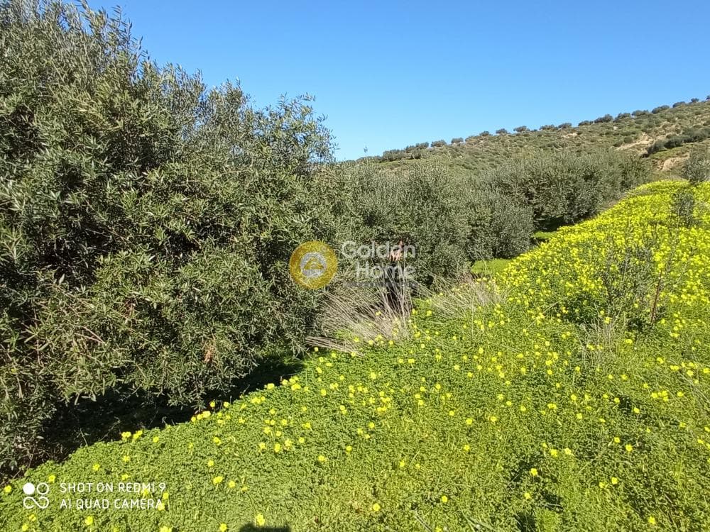Αγροτεμάχιο στην Άγιος Βλάσιος, Αρχάνες — Φωτογραφία 6 από 6