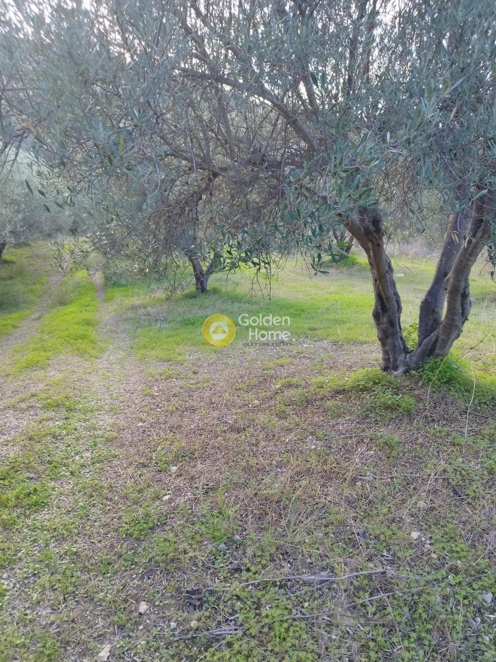 Αγροτεμάχιο στην Άγιος Βλάσιος, Αρχάνες — Φωτογραφία 2 από 4