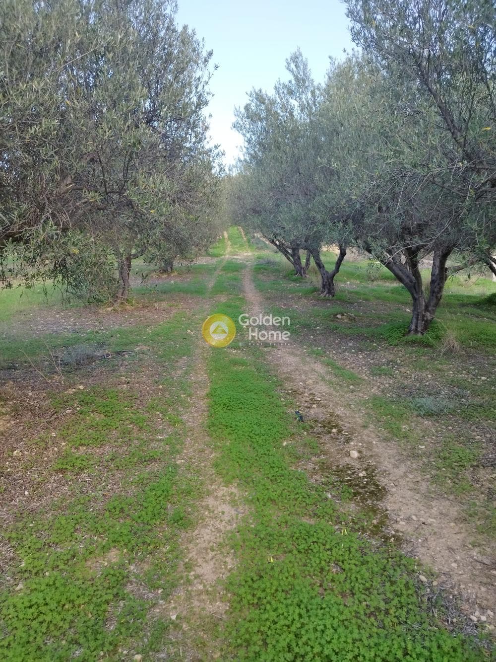 Αγροτεμάχιο στην Άγιος Βλάσιος, Αρχάνες — Φωτογραφία 1 από 4