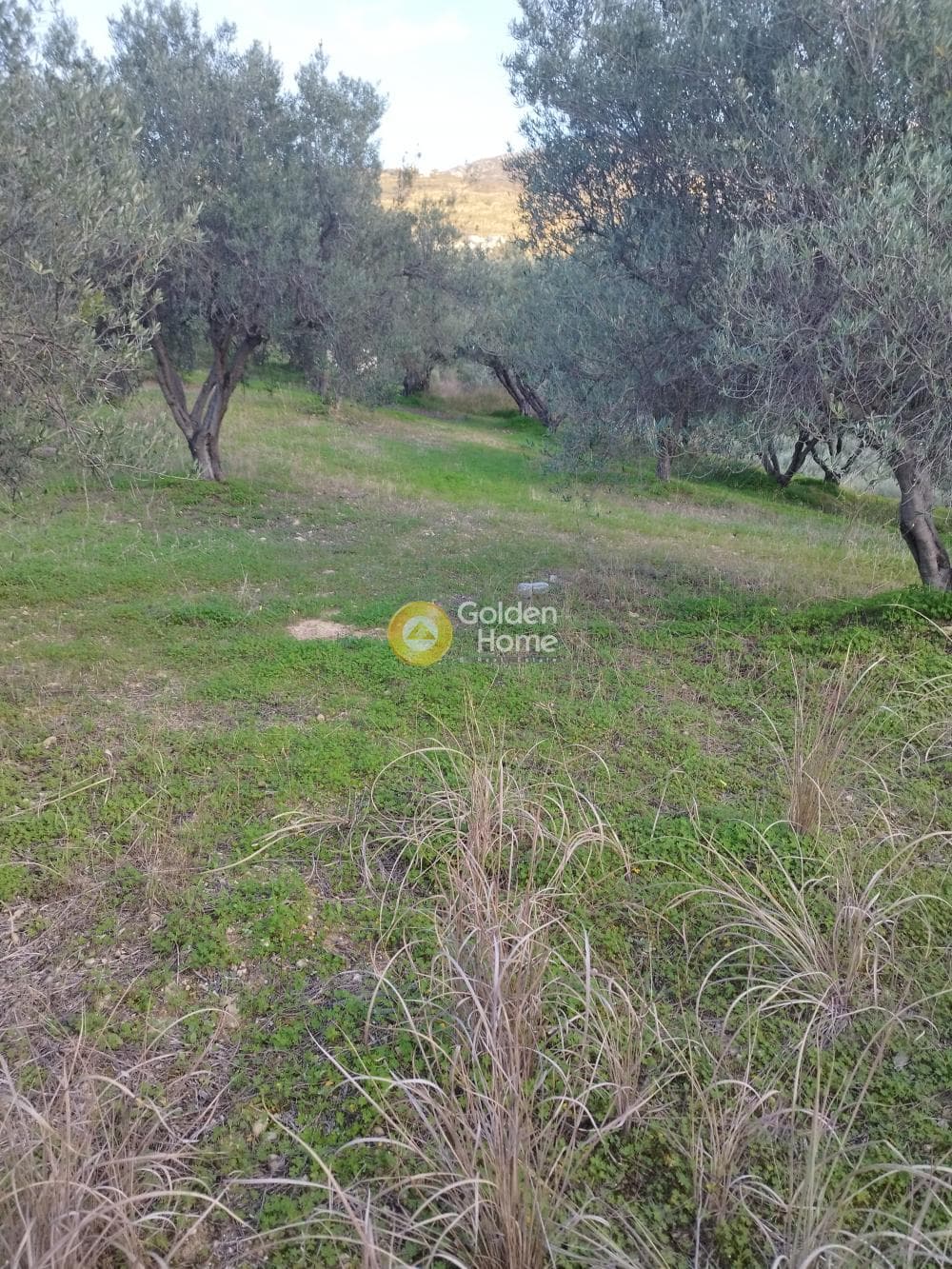 Αγροτεμάχιο στην Άγιος Βλάσιος, Αρχάνες — Φωτογραφία 4 από 4