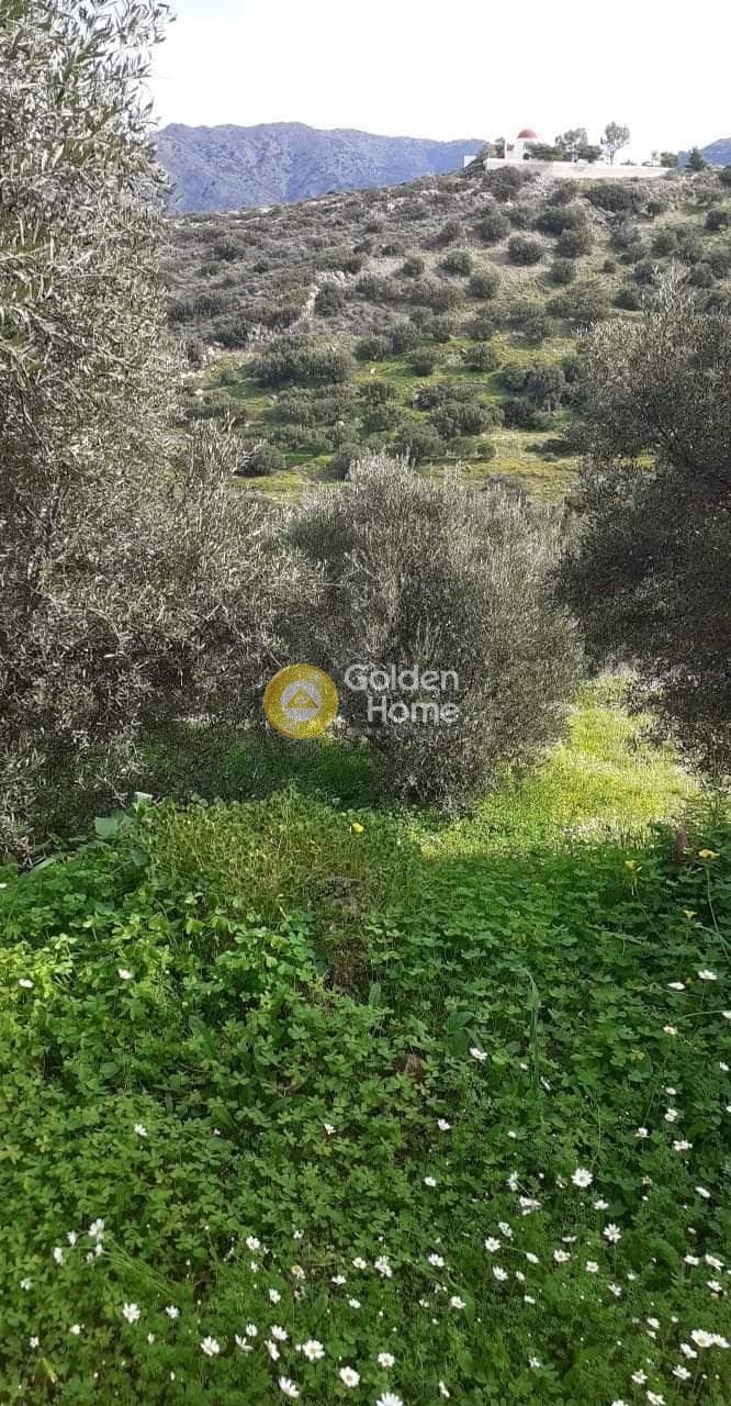 Αγροτεμάχιο στην Τουρλωτή, Μάλλια — Φωτογραφία 2 από 2