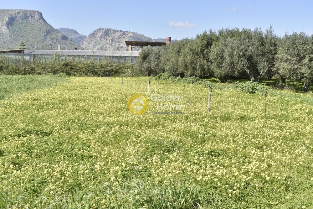 Αγροτεμάχιο στην Σκαφιδαράς, Γάζι — Φωτογραφία 3 από 8