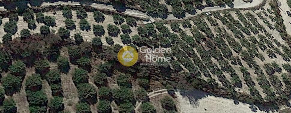 Parcel in Agios Vlasios, Archanes — Photo 4 of 8