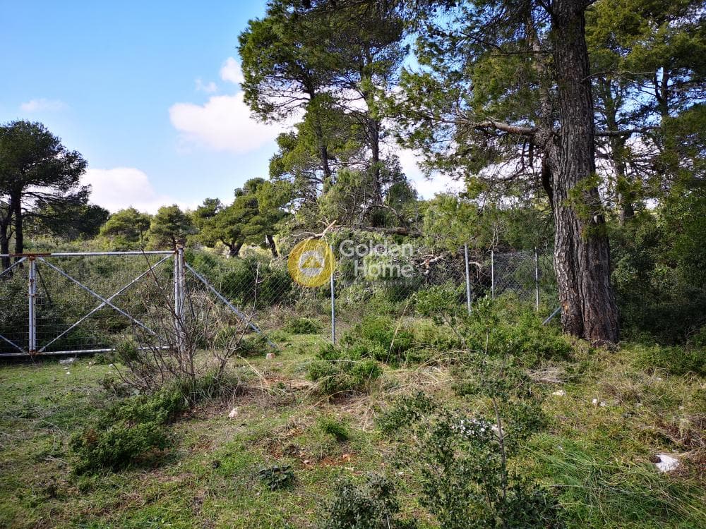 Οικόπεδο στην Αγία Τριάδα, Αφίδνες — Φωτογραφία 2 από 23