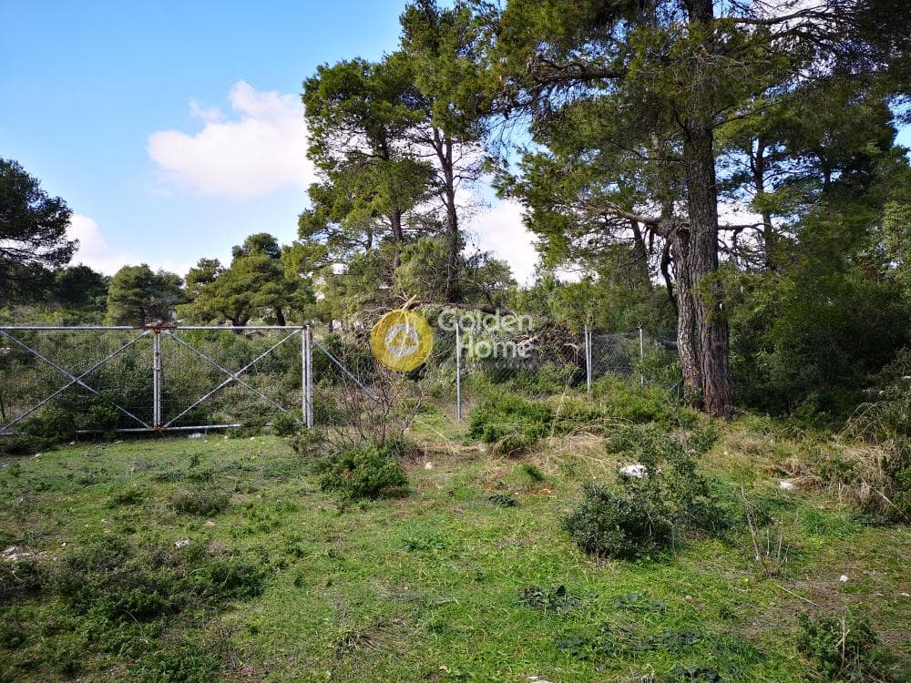 Οικόπεδο στην Αγία Τριάδα, Αφίδνες — Φωτογραφία 3 από 23