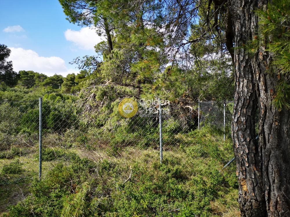 Οικόπεδο στην Αγία Τριάδα, Αφίδνες — Φωτογραφία 5 από 23