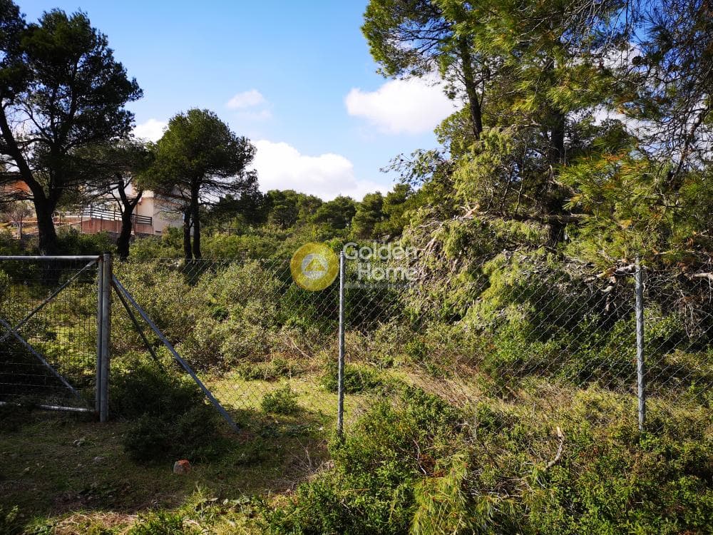 Οικόπεδο στην Αγία Τριάδα, Αφίδνες — Φωτογραφία 6 από 23