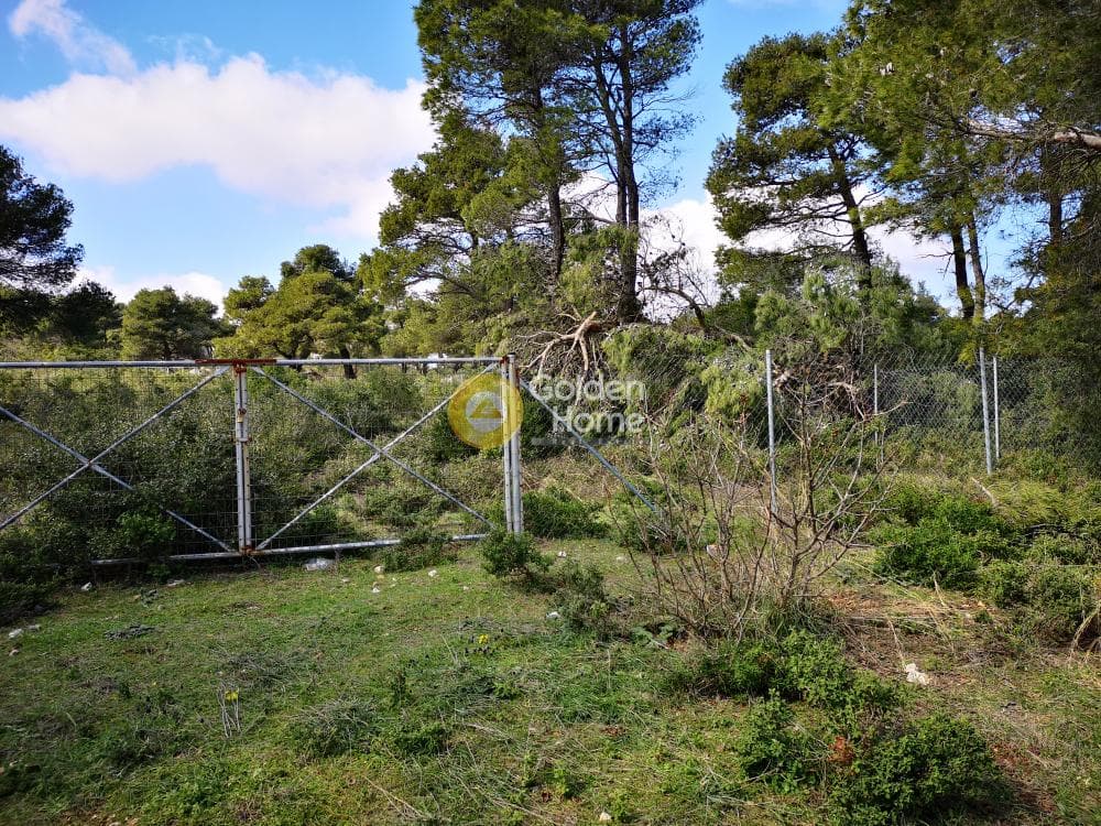 Οικόπεδο στην Αγία Τριάδα, Αφίδνες — Φωτογραφία 9 από 23