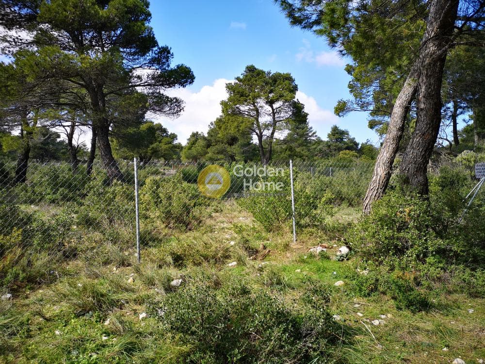 Οικόπεδο στην Αγία Τριάδα, Αφίδνες — Φωτογραφία 12 από 23