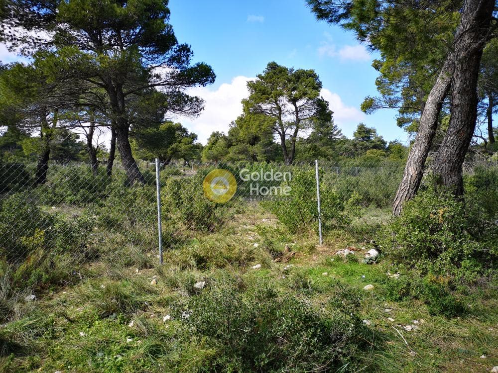Οικόπεδο στην Αγία Τριάδα, Αφίδνες — Φωτογραφία 11 από 23