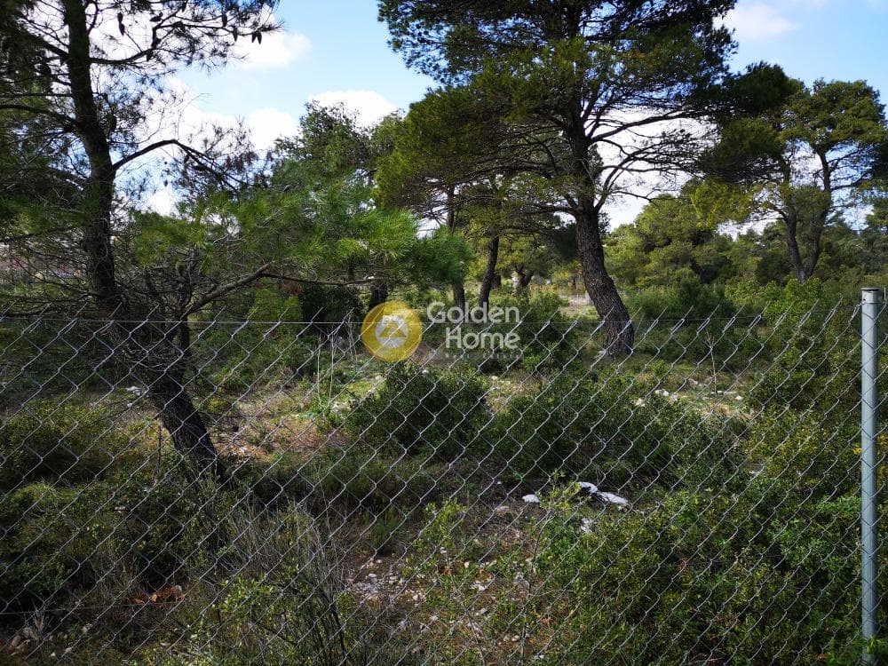 Οικόπεδο στην Αγία Τριάδα, Αφίδνες — Φωτογραφία 19 από 23