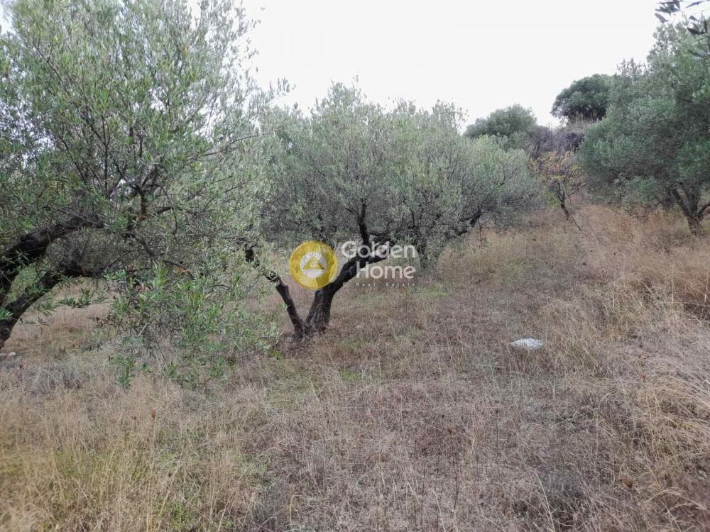 Αγροτεμάχιο στην Πατσίδες, Αρχάνες — Φωτογραφία 5 από 10