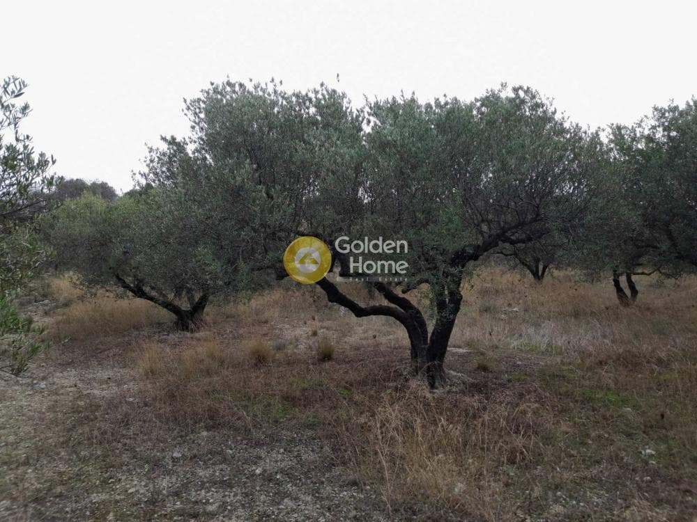 Αγροτεμάχιο στην Πατσίδες, Αρχάνες — Φωτογραφία 4 από 10
