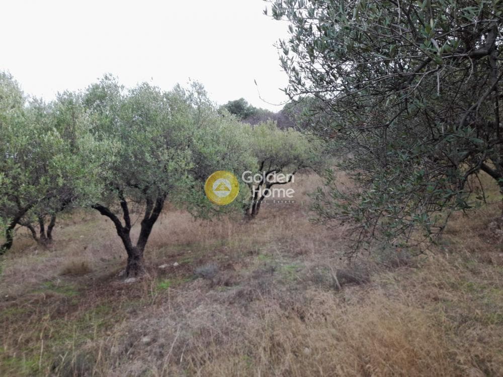 Αγροτεμάχιο στην Πατσίδες, Αρχάνες — Φωτογραφία 7 από 10