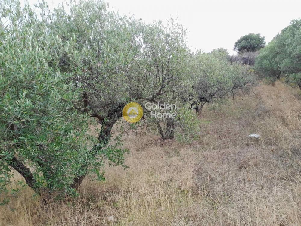 Αγροτεμάχιο στην Πατσίδες, Αρχάνες — Φωτογραφία 10 από 10