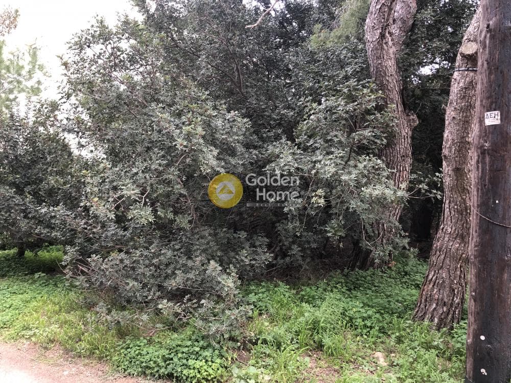 Building Plot in Agios Serafeim, Artemida (Loutsa) — Photo 5 of 5