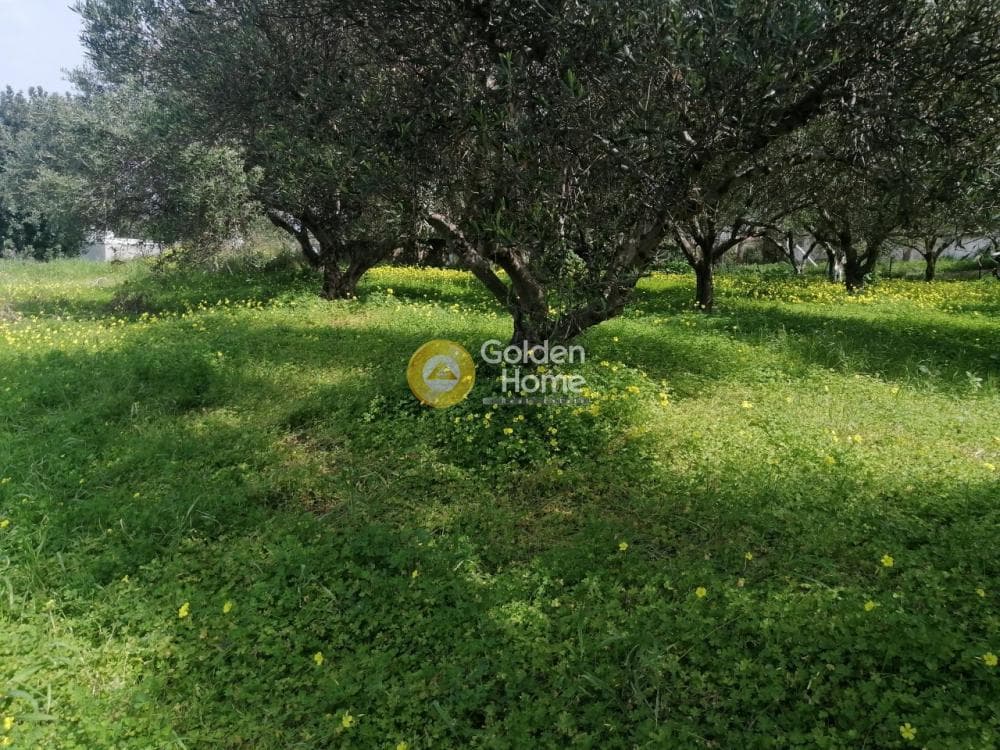 Parcel in Gournes, Temenos — Photo 7 of 25