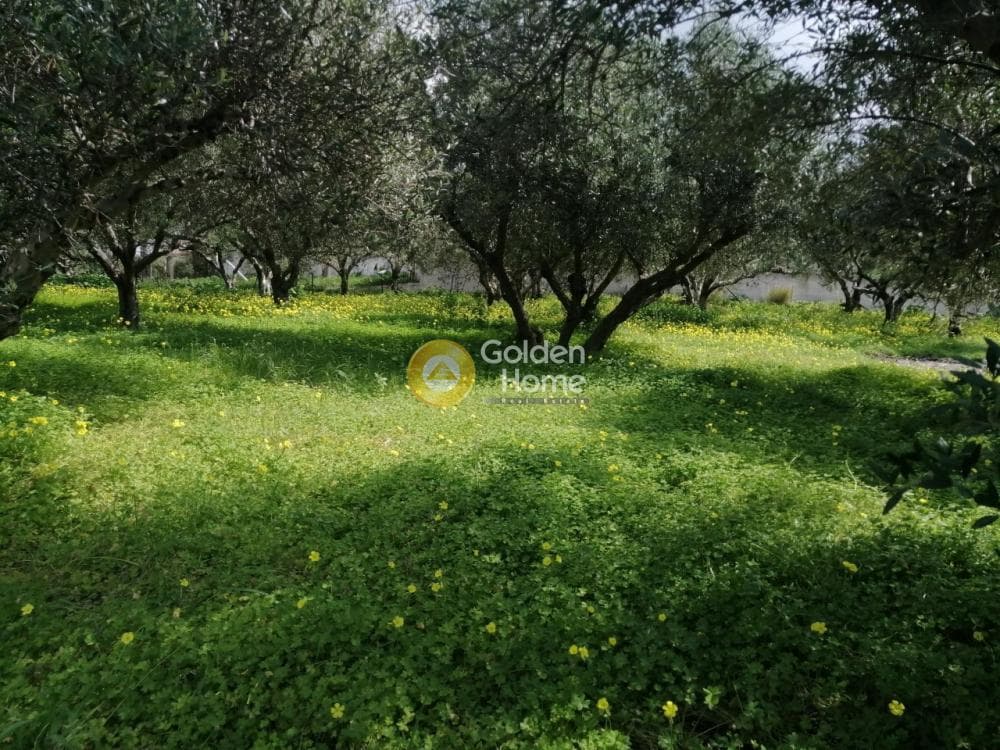 Parcel in Gournes, Temenos — Photo 16 of 25