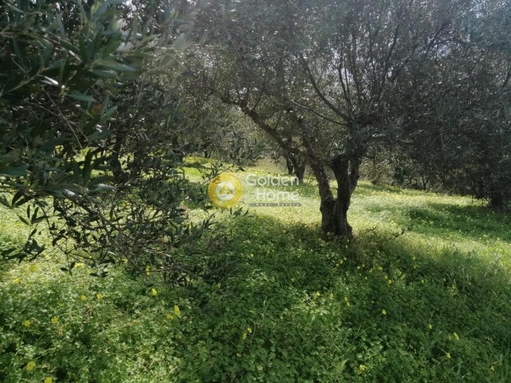 Parcel in Gournes, Temenos — Photo 19 of 25