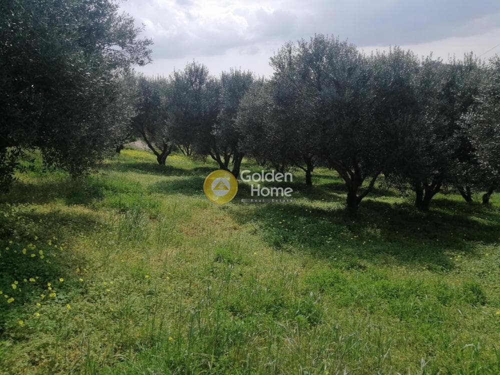 Parcel in Gournes, Temenos — Photo 25 of 25