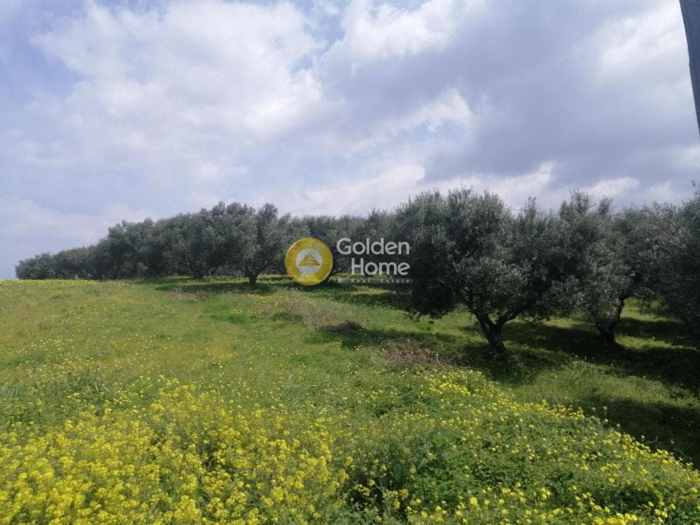 Parcel in Gournes, Temenos — Photo 11 of 25