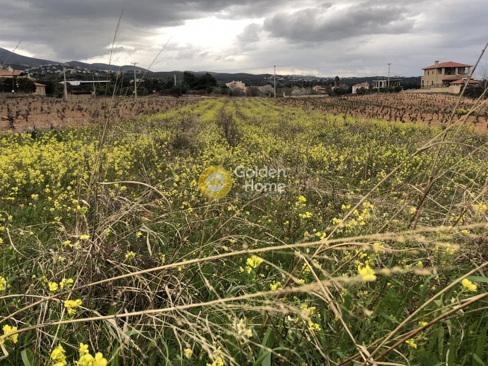 Parcel in Ano Vakalopoulo, Pikermi — Photo 4 of 6
