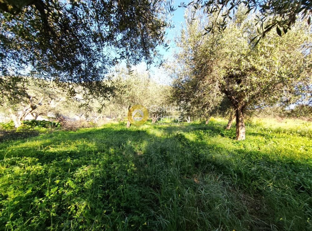 Αγροτεμάχιο στην Επάνω Αρχάνες, Αρχάνες — Φωτογραφία 5 από 12