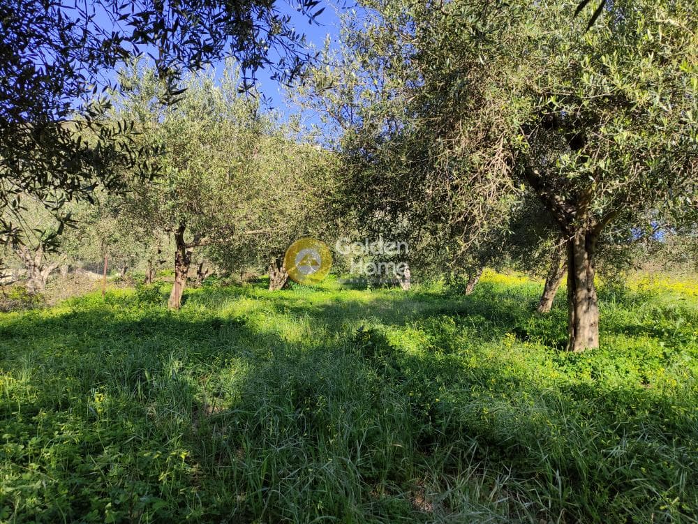 Αγροτεμάχιο στην Επάνω Αρχάνες, Αρχάνες — Φωτογραφία 6 από 12