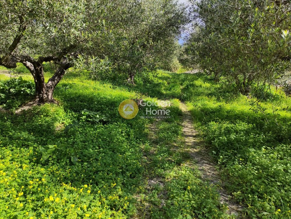 Αγροτεμάχιο στην Σίλαμος, Αρχάνες — Φωτογραφία 5 από 9
