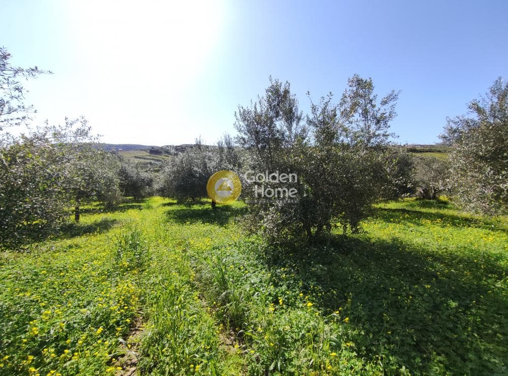 Οικόπεδο στην Σίλαμος, Αρχάνες — Φωτογραφία 5 από 17