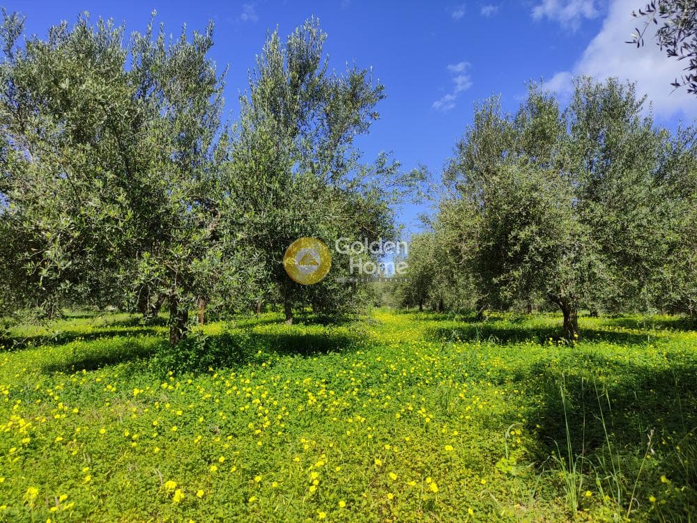 Οικόπεδο στην Σίλαμος, Αρχάνες — Φωτογραφία 15 από 17