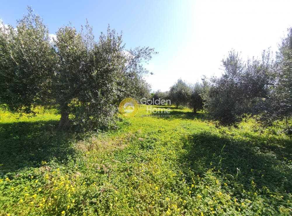 Οικόπεδο στην Σίλαμος, Αρχάνες — Φωτογραφία 4 από 13