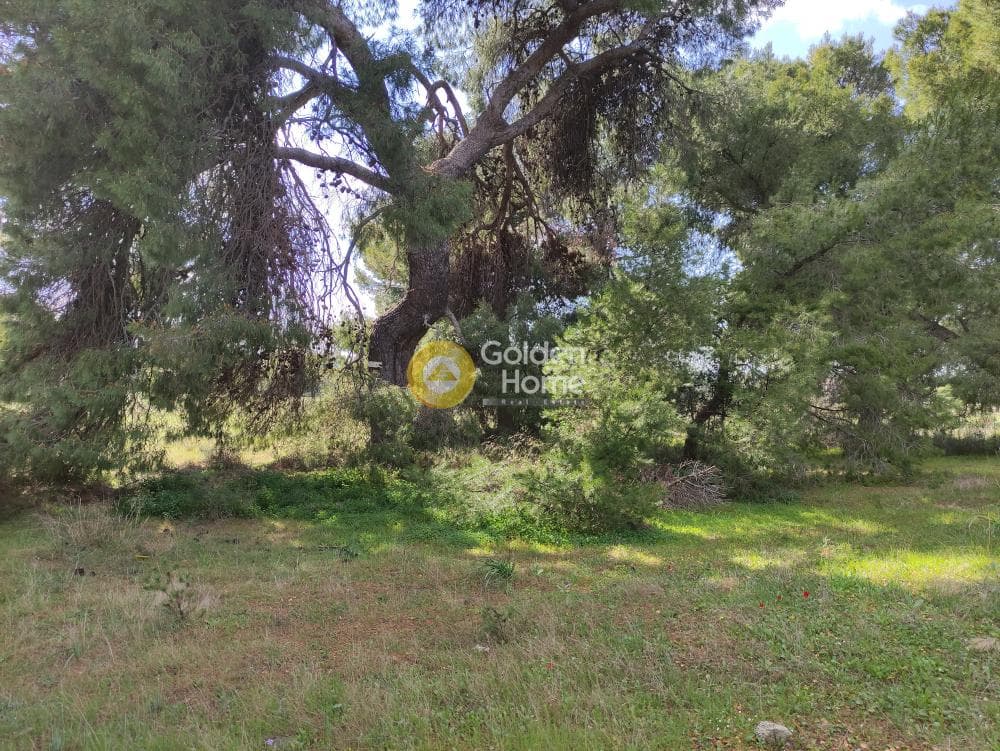 Οικόπεδο στην Άγιος Σεραφείμ, Αρτέμιδα (Λούτσα) — Φωτογραφία 2 από 8
