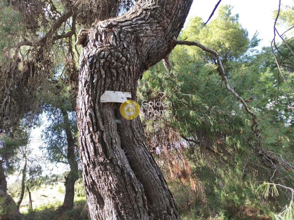 Οικόπεδο στην Άγιος Σεραφείμ, Αρτέμιδα (Λούτσα) — Φωτογραφία 5 από 8