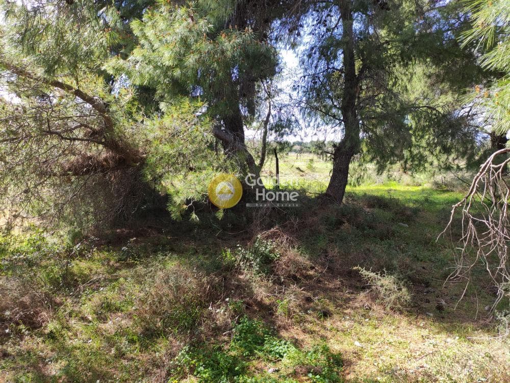 Οικόπεδο στην Άγιος Σεραφείμ, Αρτέμιδα (Λούτσα) — Φωτογραφία 6 από 8