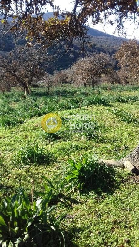 Parcel in Miloi, Kea — Photo 6 of 26