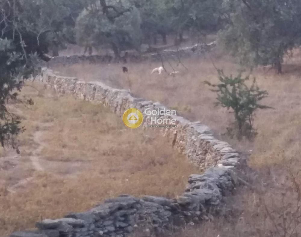 Αγροτεμάχιο στην Ελληνικά, Κέα — Φωτογραφία 3 από 8