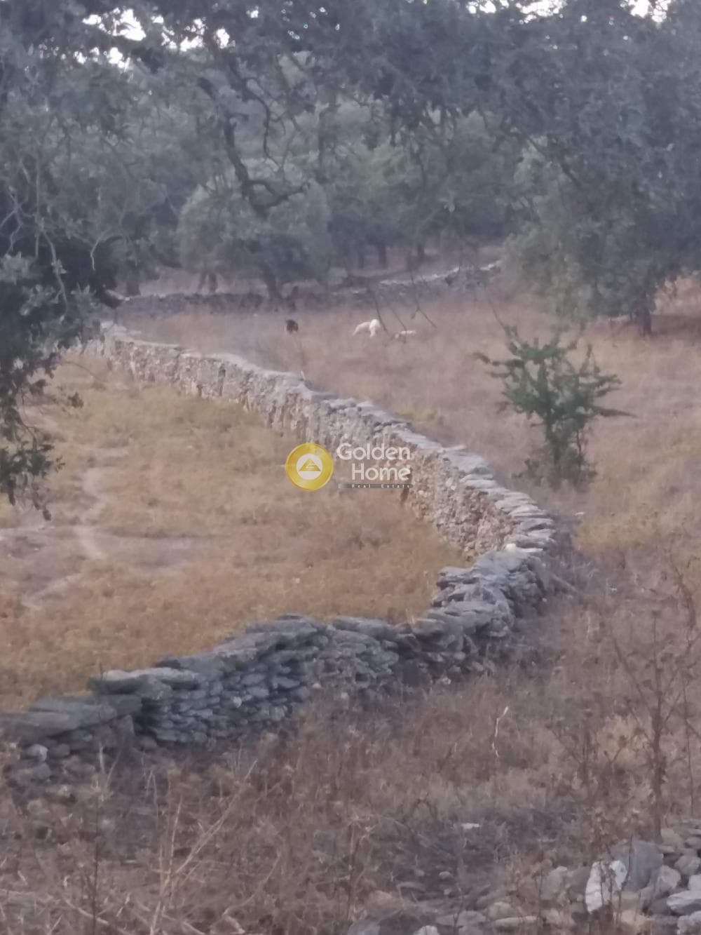 Αγροτεμάχιο στην Ελληνικά, Κέα — Φωτογραφία 5 από 8