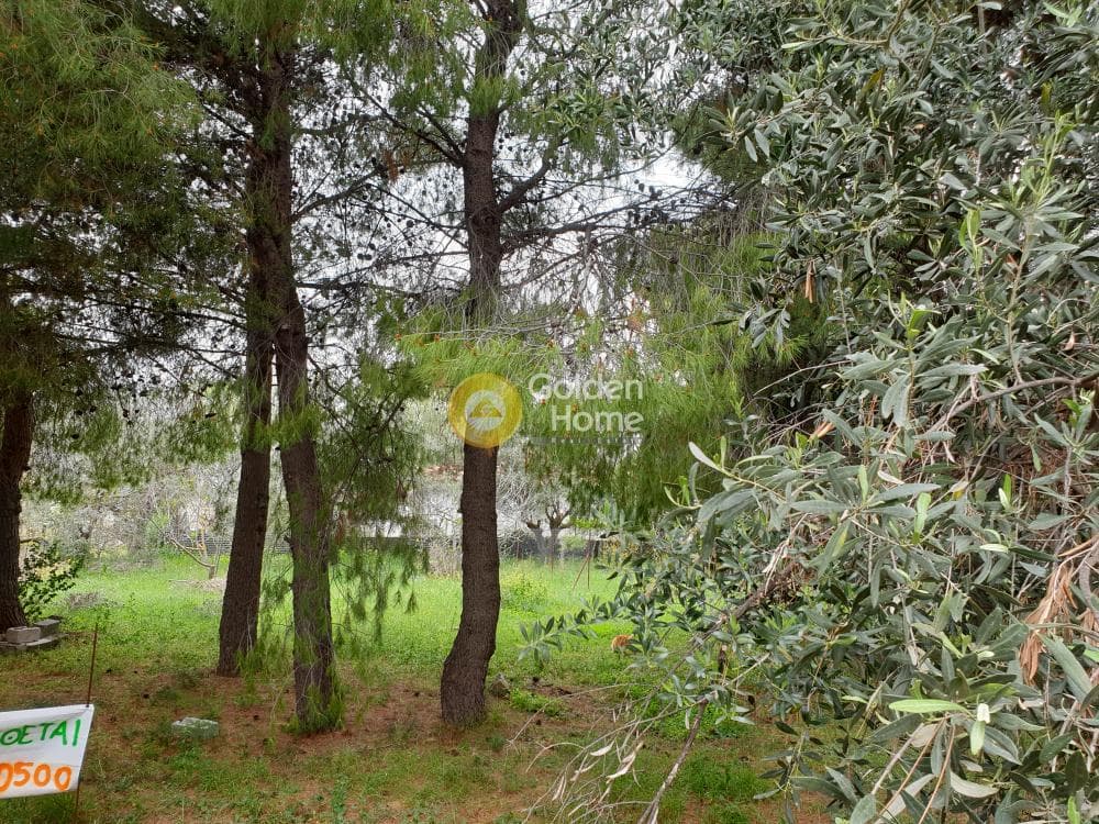 Οικόπεδο στην Πευκάκια, Αγία Παρασκευή
